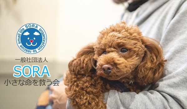 動物愛護団体 一般社団法人SORA小さな命を救う会